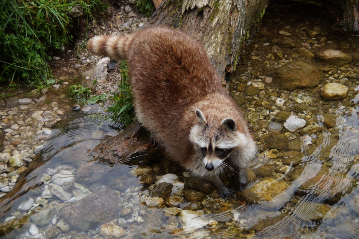 Wildpark 2019